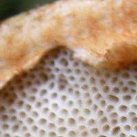 Pores of Leccinum versipelle, Orange Birch Bolete