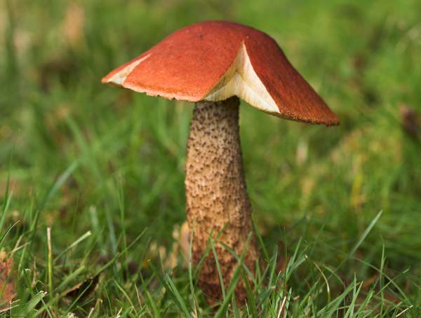 Leccinum versipelle - Orange Birch Bolete, Hampshire