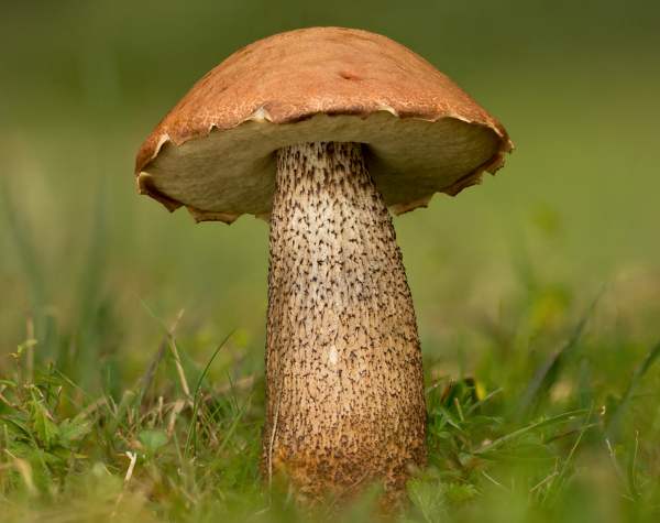 Leccinum versipelle - Orange Birch Bolete, southern England