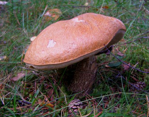 Leccinum versipelle - Orange Birch Bolete - a group seen in central Scotland