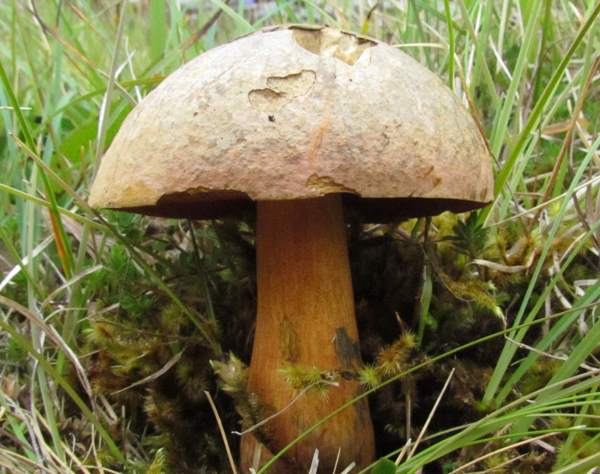 Neoboletus luridiformis var. discolor