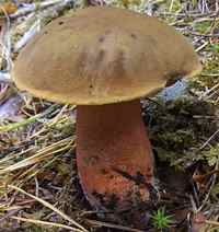 A large Scarletina Bolete, Neoboletus luridiformis