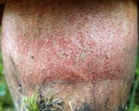 Stem of Neoboletus luridiformis