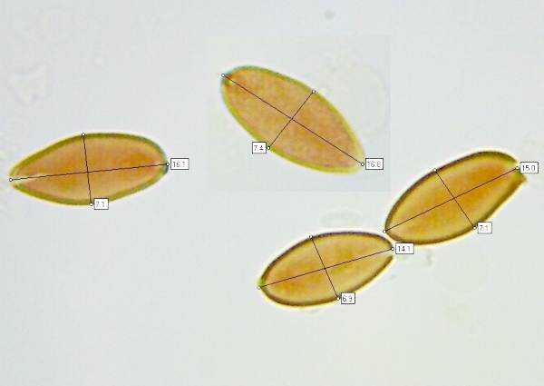 Spores of Porphyrellus porphyrosporus