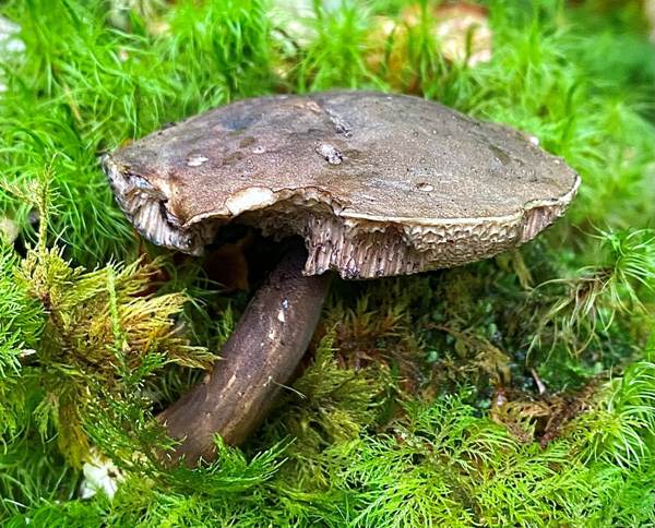 Porphyrellus porphyrosporus - Dusky Bolete, Scotland