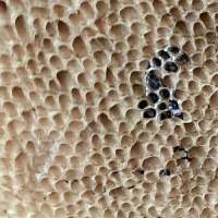 Pores of Dusky Bolete