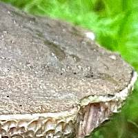 Cap of Dusky Bolete