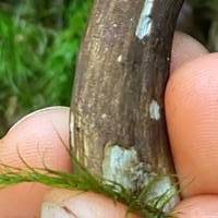 Stem of Dusky Bolete