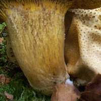 Stem of Pseudoboletus parasiticus