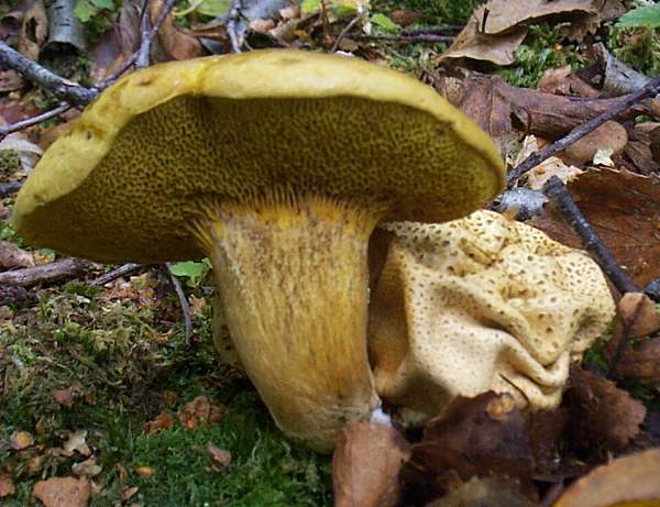 Scleroderma citrinum - Common Earthballs, with Pseudoboletus parasiticus