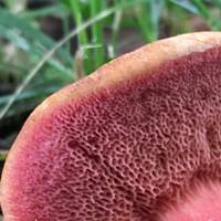 Pores of Rubinoboletus rubinus
