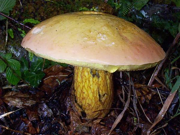 Suillellus luridus - Lurid Bolete, Wales