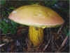 Suillelus luridus, Lurid Bolete