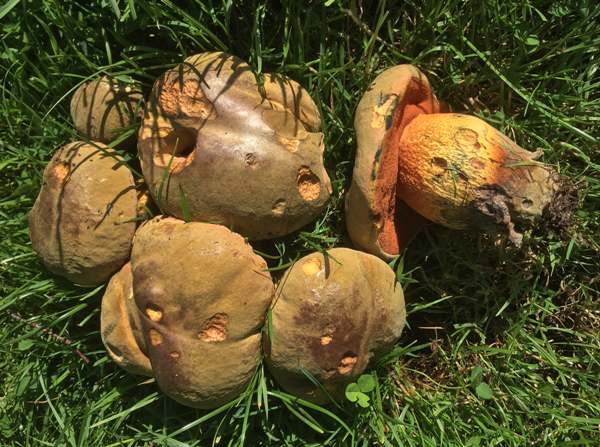 A group of Suillellus luridus - Lurid Boletes