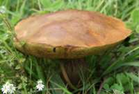 Mature cap of Suillellus luridus, the Lurid Bolete