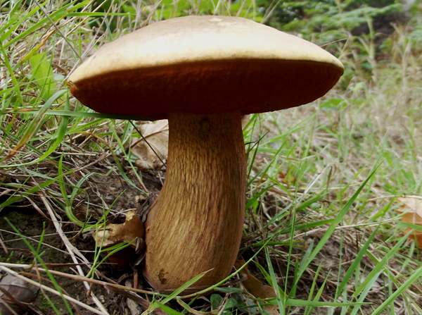 Suillellus luridus - Lurid Bolete, Sussex UK, picture by Geoff Dann