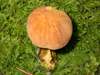 Suillelus queletii, Deceiving Bolete