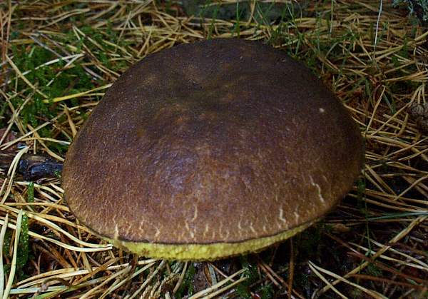 Porphyrellus porphyrosporus - Dusky Bolete