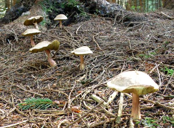 Xerocomellus chrysenteron - Red Cracking Bolete