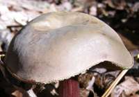 Cap of Xerocomellus chrysenteron, the Red Cracking Bolete
