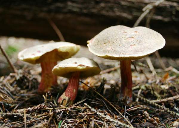 Xerocomellu chrysenteron, Pembrokeshire, west Wales