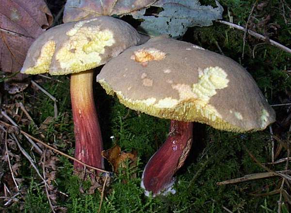 Xerocomellus cisalpinus