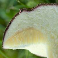 Tubes of Xerocomellus cisalpinus