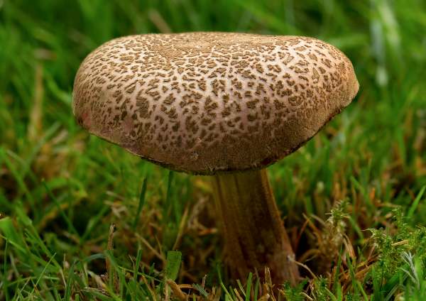 Xerocomellus cisalpinus, Hampshire