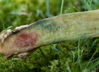 Xerocomellus cisalpinus - stem cross section