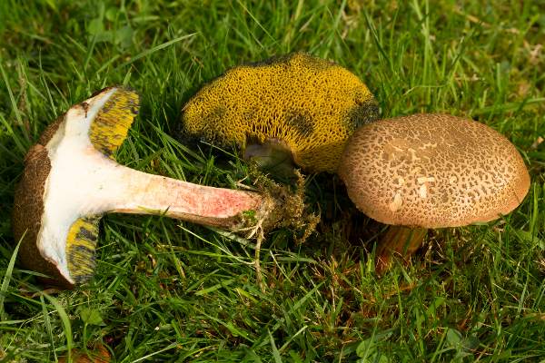 Xerocomellus cisalpinus, Hampshire, England