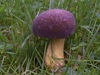 Xerocomellus pruinatus - Matt Bolete