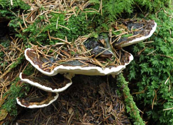 Heterobasidion annosum - Root Rot