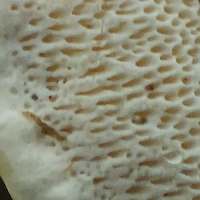 Heterobasidion annosus, Root Rot fungus, underside view