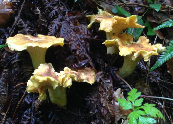 Cantharellus amethysteus, England