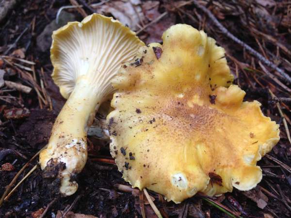 Cantharellus amethysteus showing the forked veins and the purple scaly upper surface of the cap