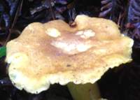 Cap of Cantharellus amethysteus