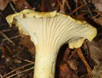 Fertile surface (veins) of Cantharellus amethysteus