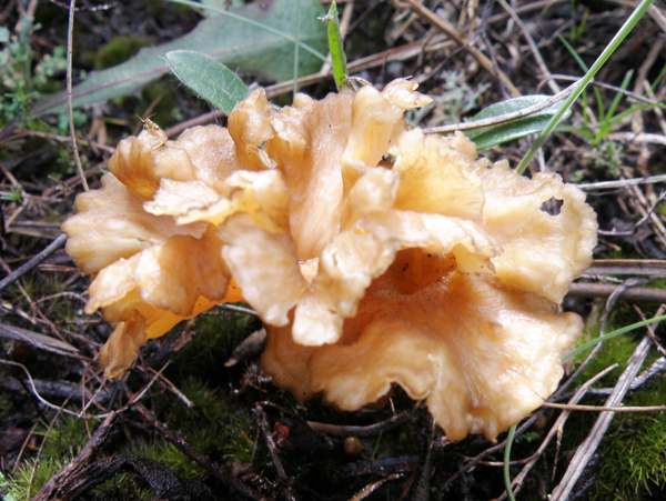 Cantharellus aurora - Golden Chanterelle
