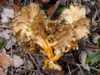 Cantharellus aurora - Golden Chanterelle