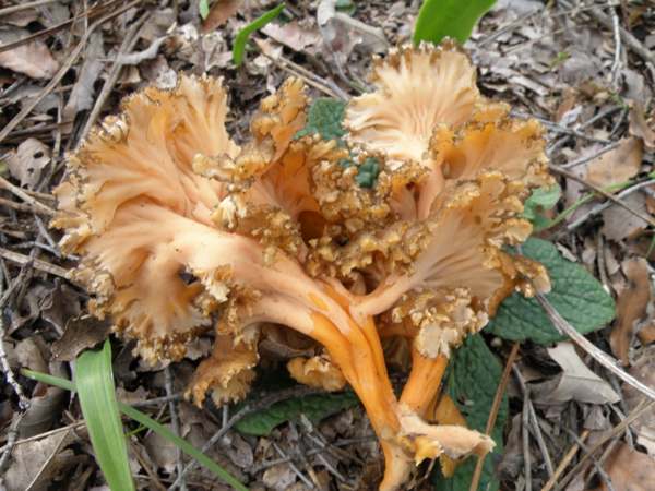 Cantharellus aurora - Golden Chanterelle, Portugal