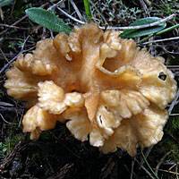 Upper (infertile) surface of Cantharellus aurora