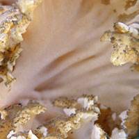 Lower (fertile) surface of Cantharellus aurora