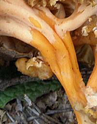 Stem of Cantharellus aurora