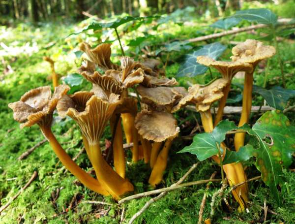 Cantharellus tubaeformis - Trumpet Chanterelle