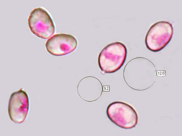 Sporess of Craterellus cornucopioides