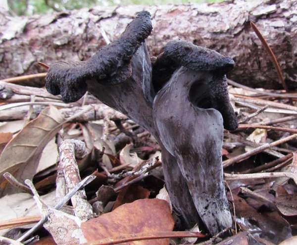 Craterellus cornucopoides - Horn of Plenty