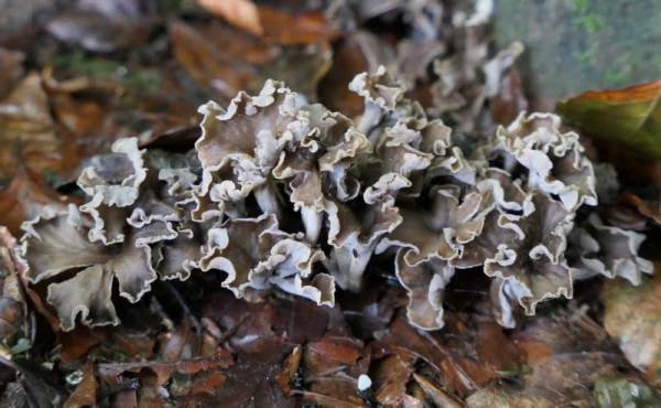Pseudocraterellus cornucopoides - Sinuous Chanterelle, UK