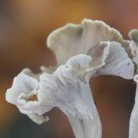 cap of Pseudocraterellus undulatus