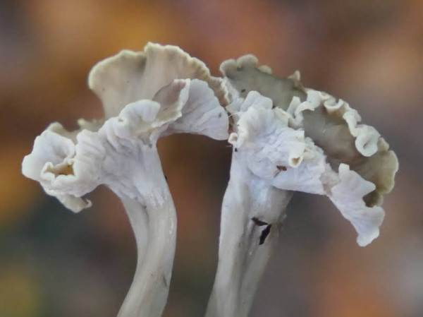 Pseudocraterellus cornucopoides - Sinuous Chanterelle, side view