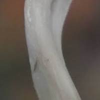 Stem of Pseudocraterellus undulatus